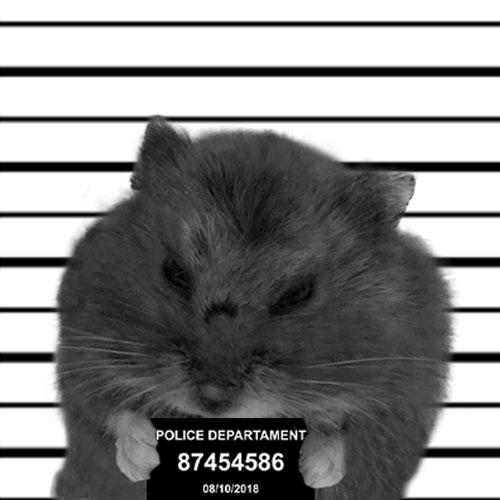 Doug Mugshot